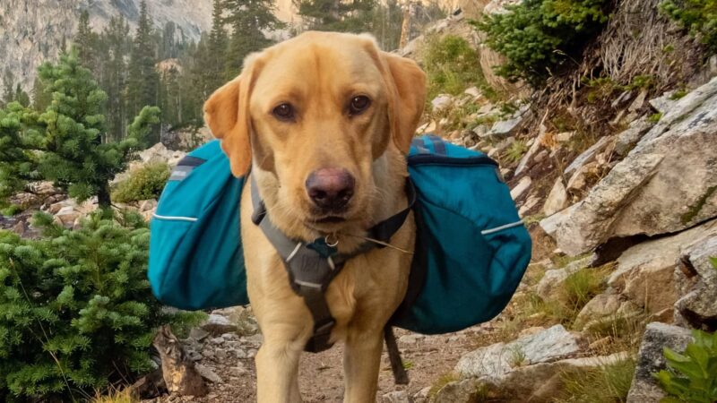 Dog wearing back pack